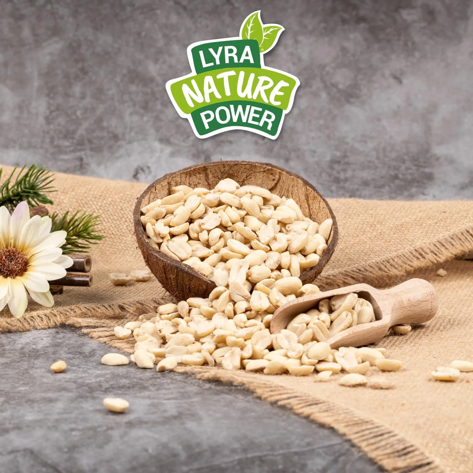 Graines de cacahuètes Demi-blanchies 25 kg Nourriture pour Oiseaux Sauvages sans Coque Source d'énergie