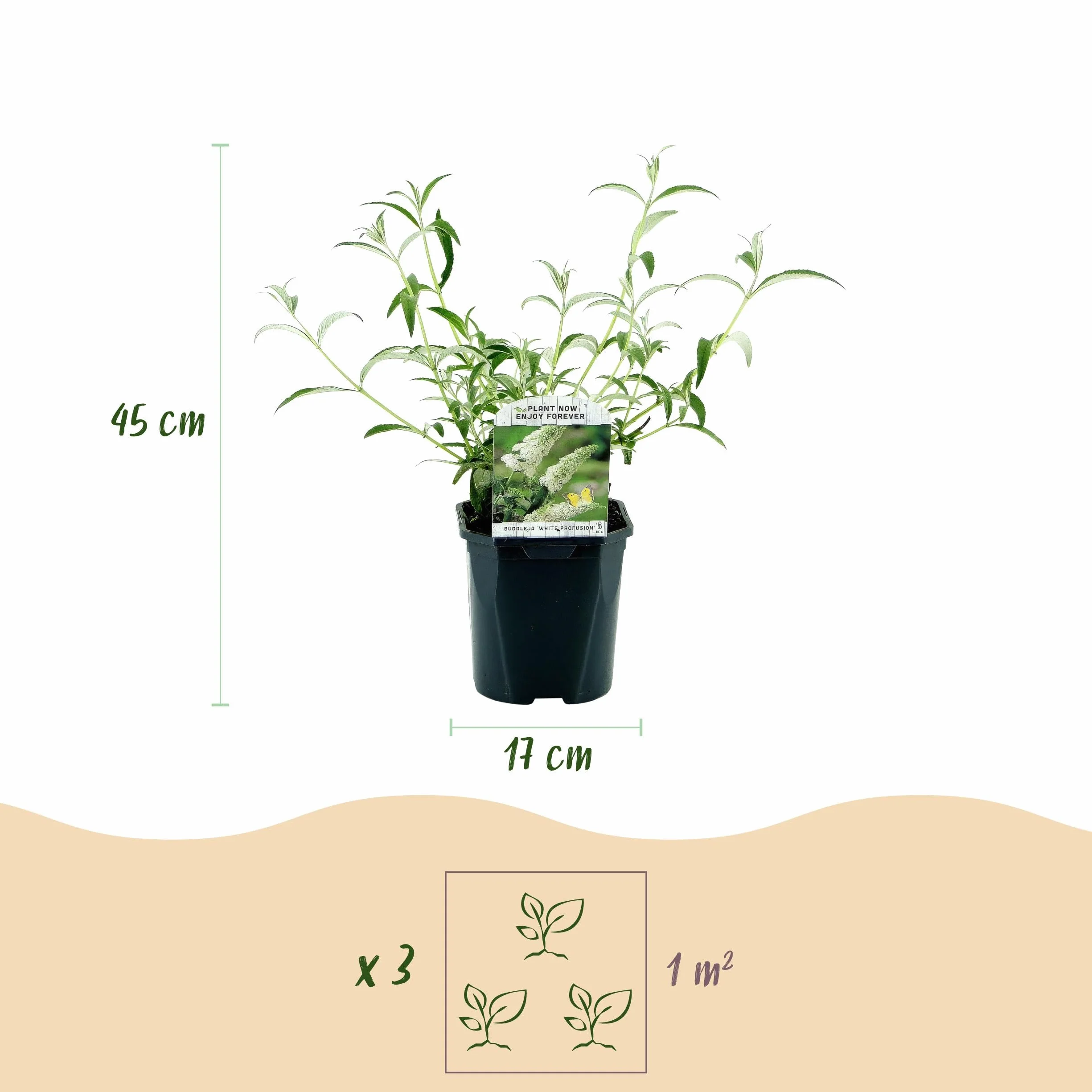 Buddleja davidii Tricolour Arbre à papillons 3 Plantes Pot 17cm Hauteur 45cm