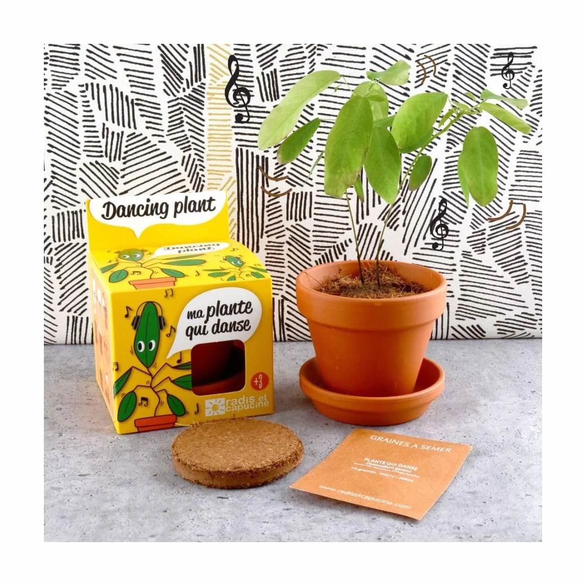 Radis et Capucine Pot avec coupelle Plante qui danse 8 cm