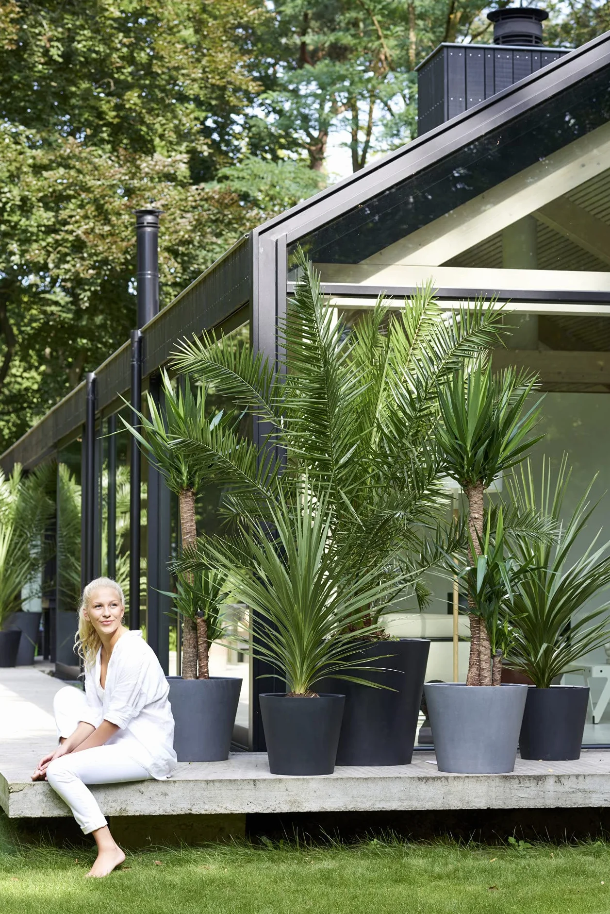 Palmier des Canaries Phoenix Canariensis 80-100 cm Pot 19 cm