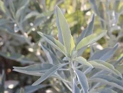 Graines de sauge blanche fraîches 80 pièces