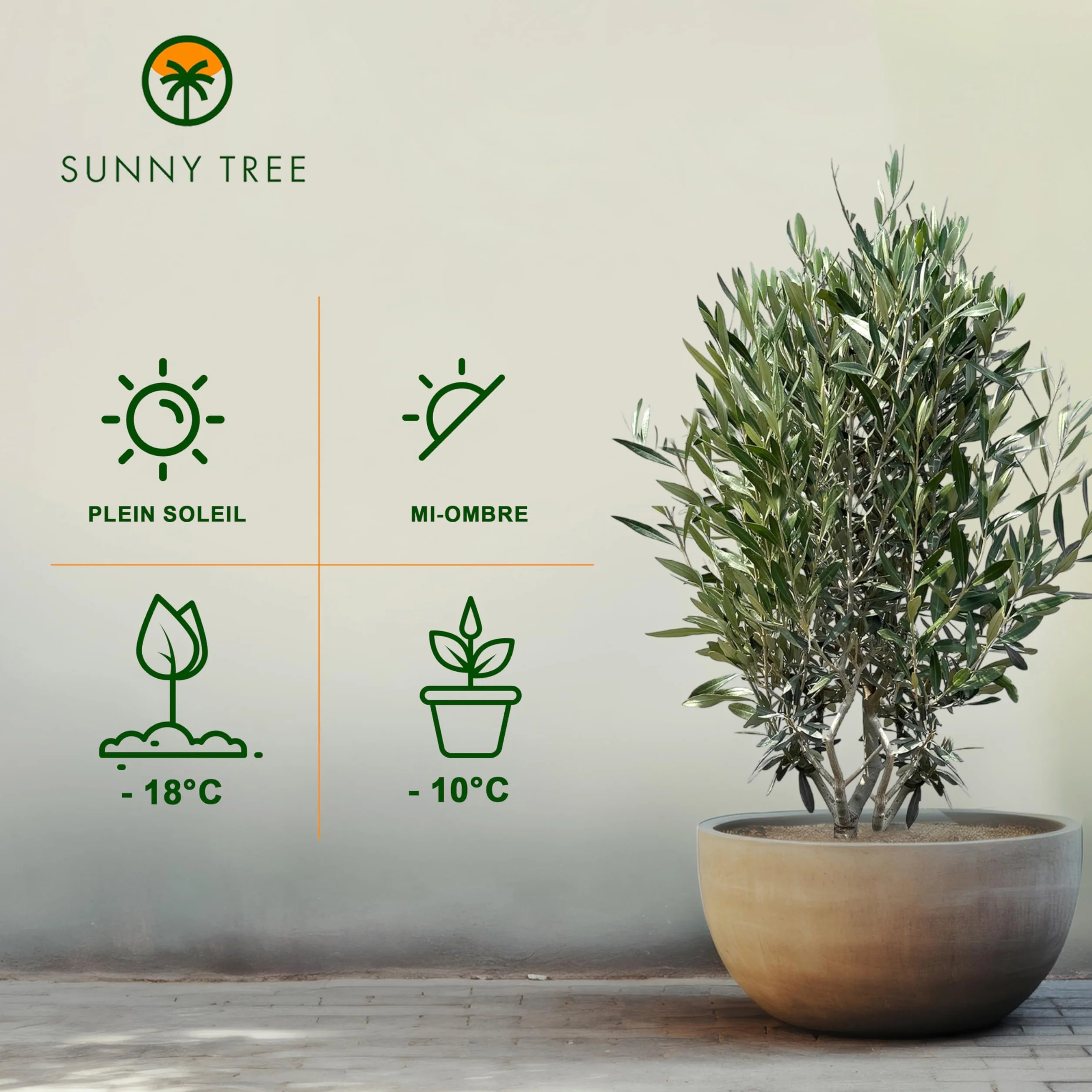 Sunny Tree Olivier Olea Europaea en forme d'arbuste - Résistant au froid - Hauteur 140-160 cm avec pot - A+