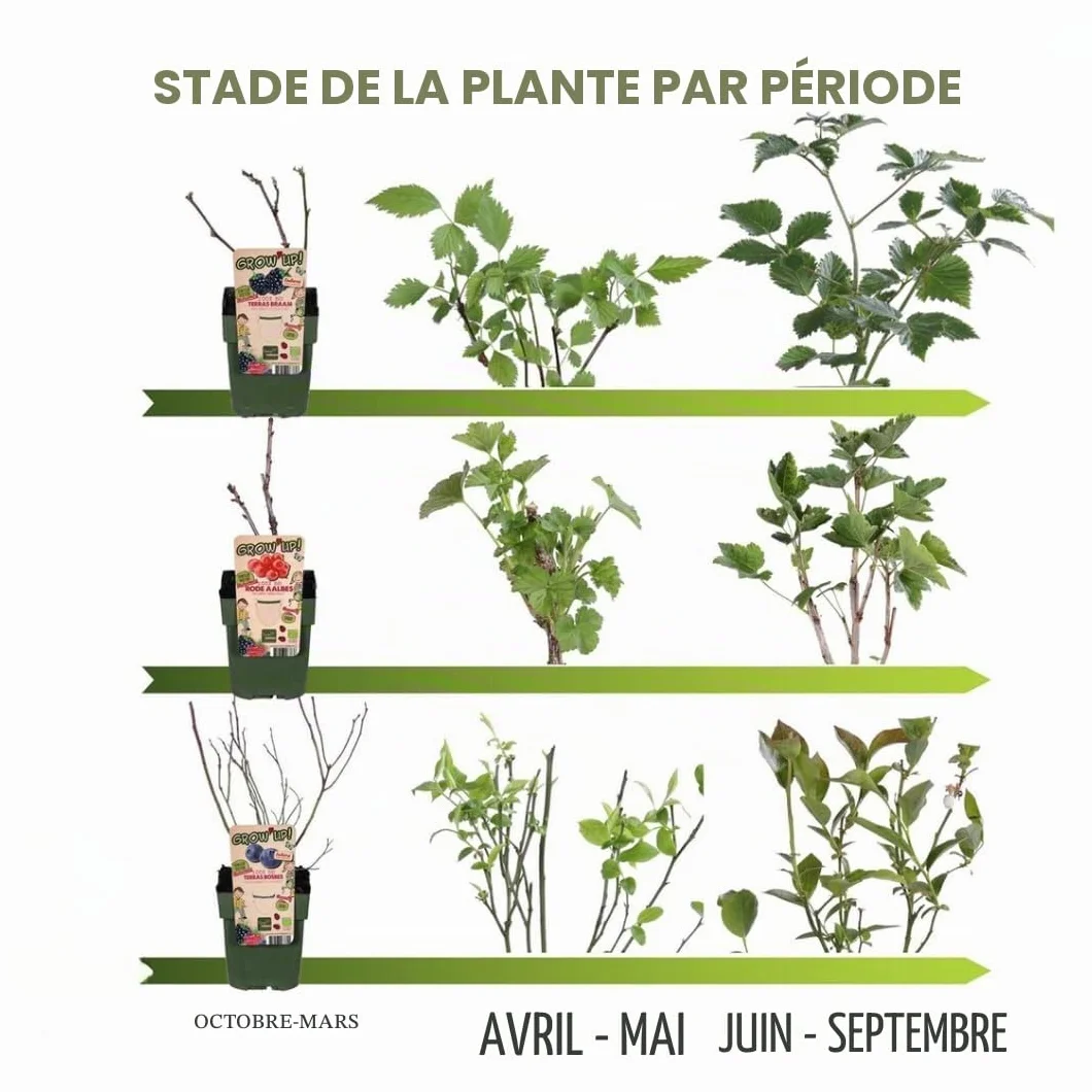 Myrtilles bio 6 plantes de myrtilles fruitières pour jardin rustiques