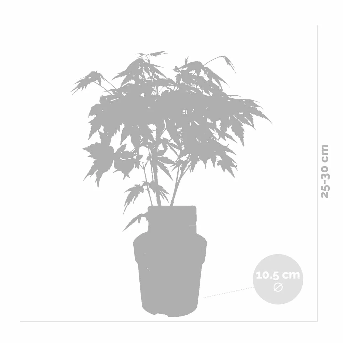 Acer palmatum 'Orange Dream' Érable du Japon Feuillage orange Hauteur 20-30 cm Pot 10,5 cm