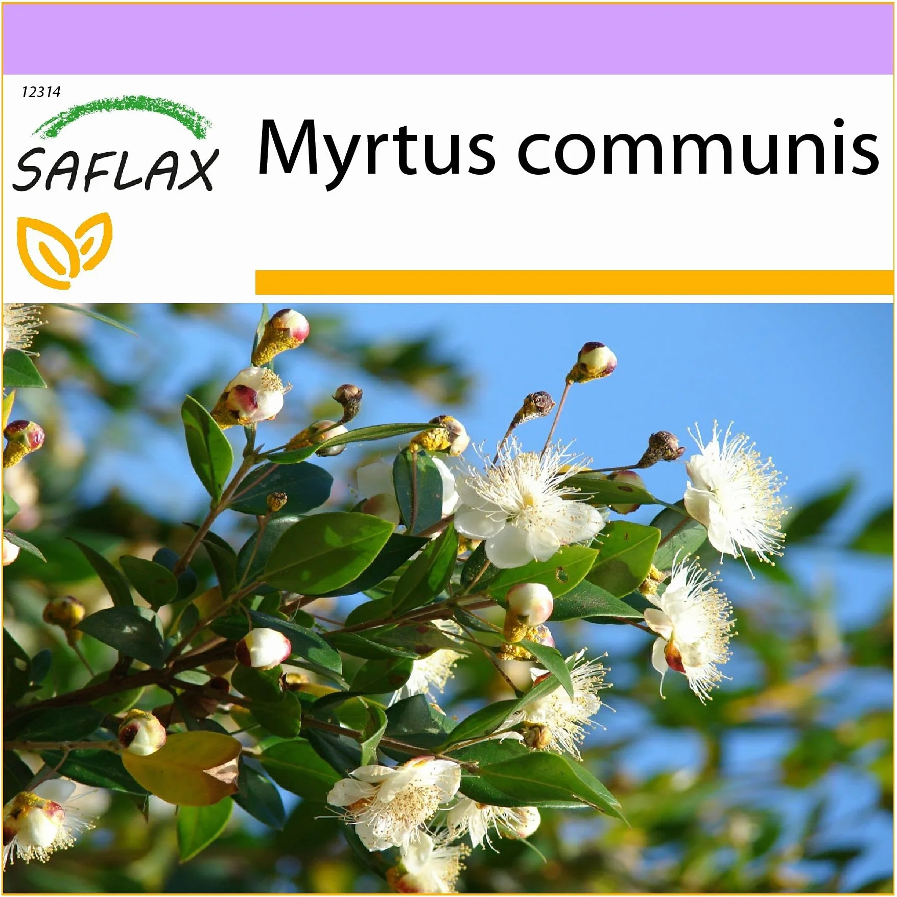 SAFLAX Myrte commun 30 graines Myrtus communis