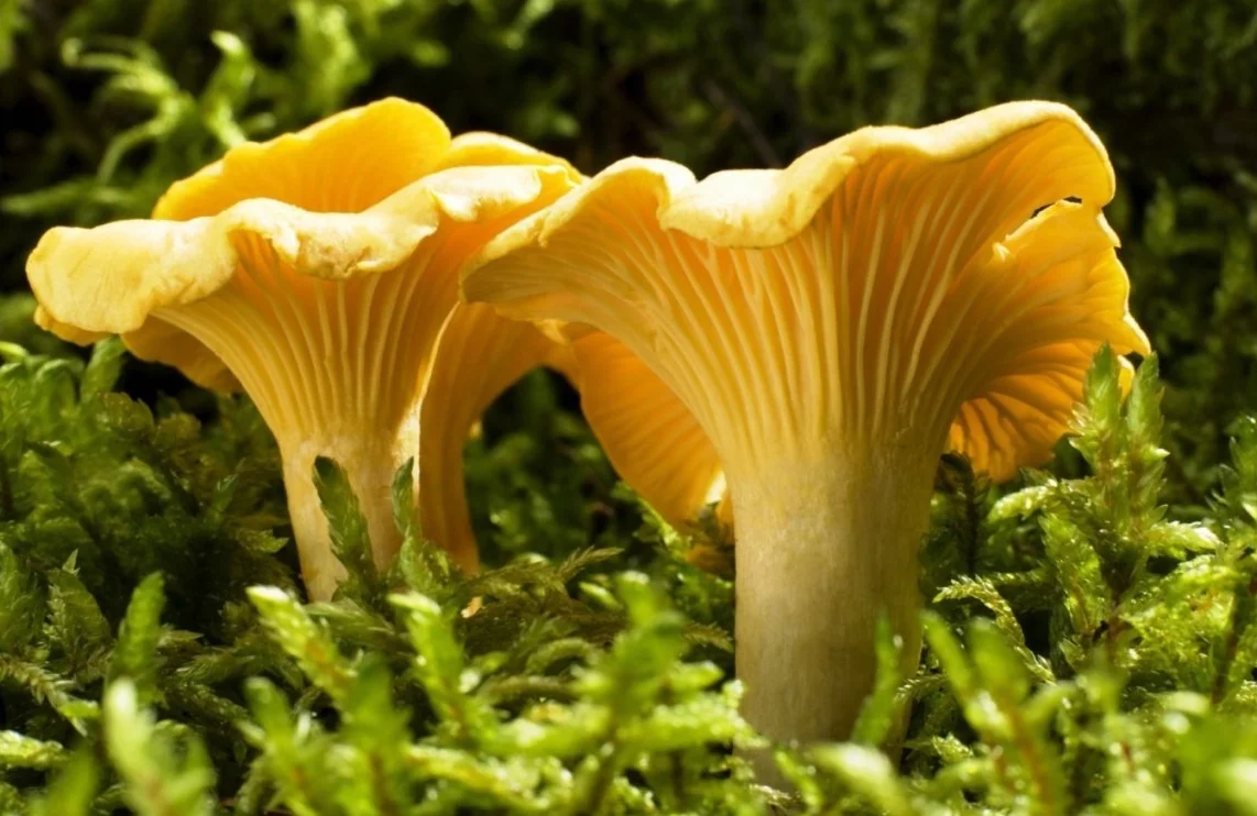 Kit de culture champignons Mycélium de Girolle Jaune 15ml