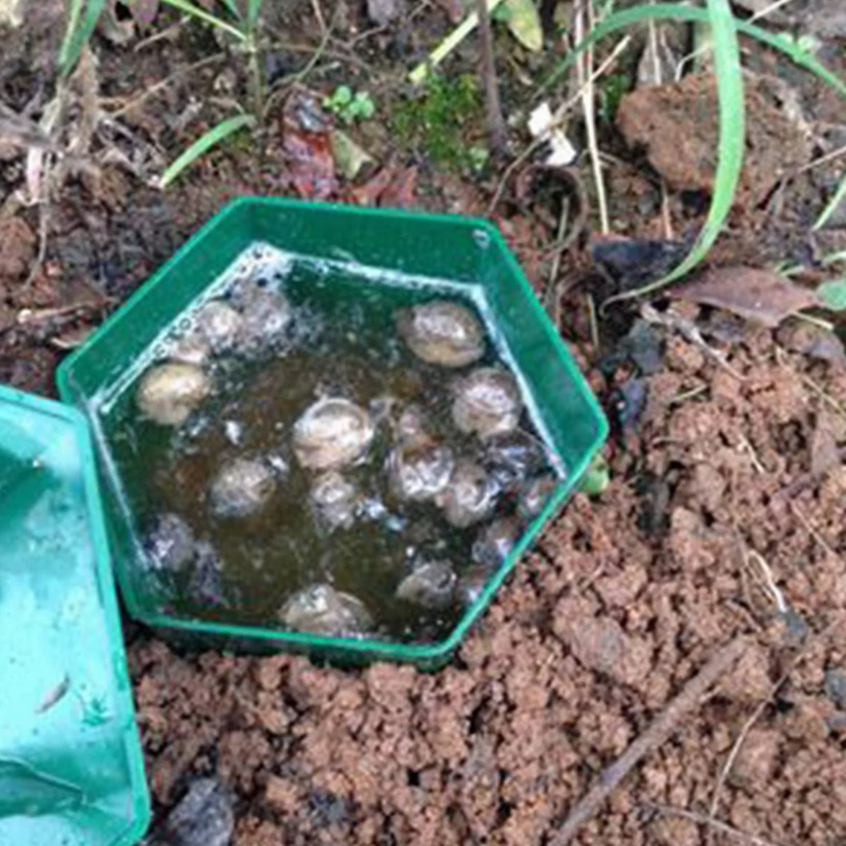 Lot de 24 pièges à bière, escargots, respectueux de l'environnement, pour attraper les limaces, les escargots, danger pour les enfants et les animaux domestiques