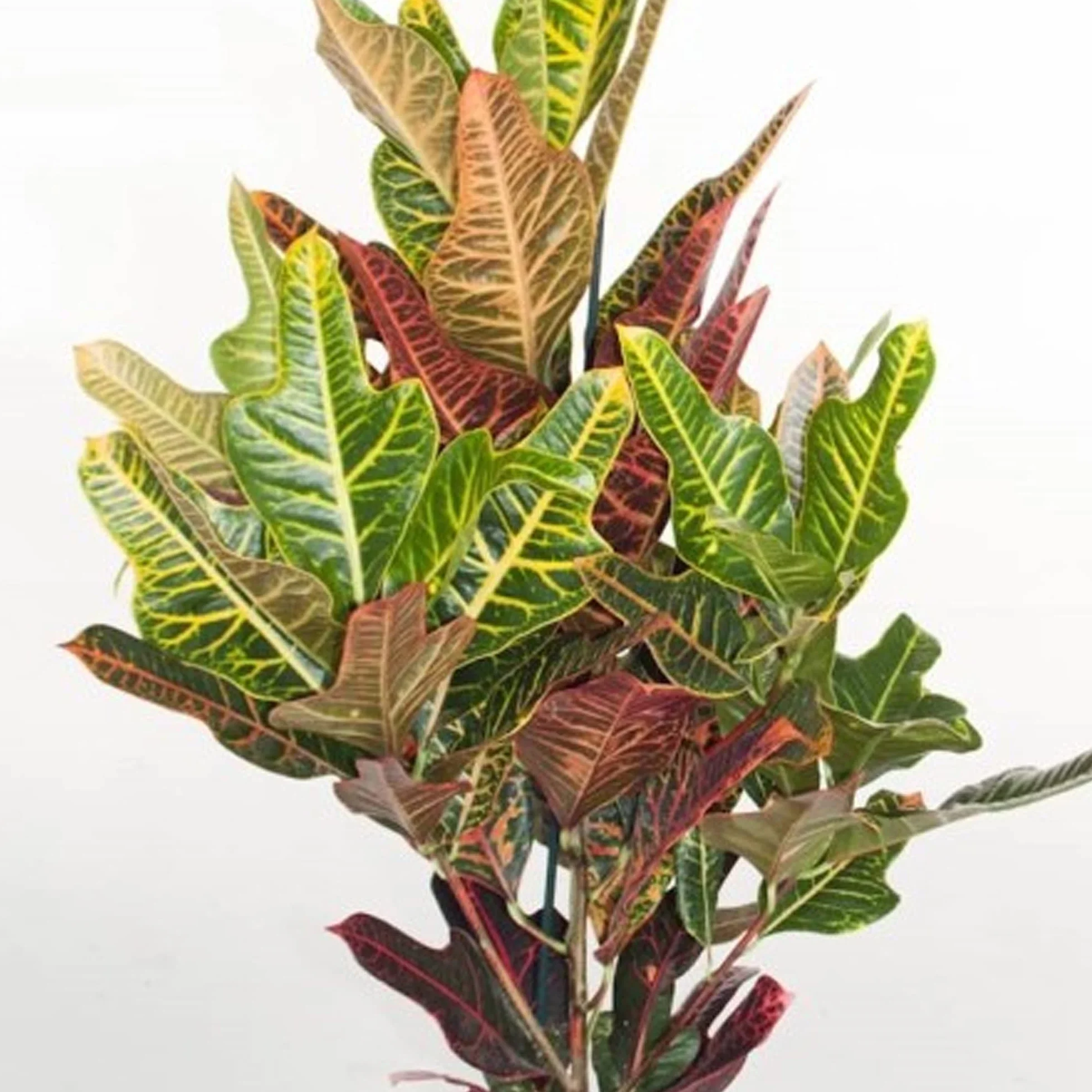 Codiaeum Variegatum Croton Excellent Plante d'intérieur 35-45 cm Pot