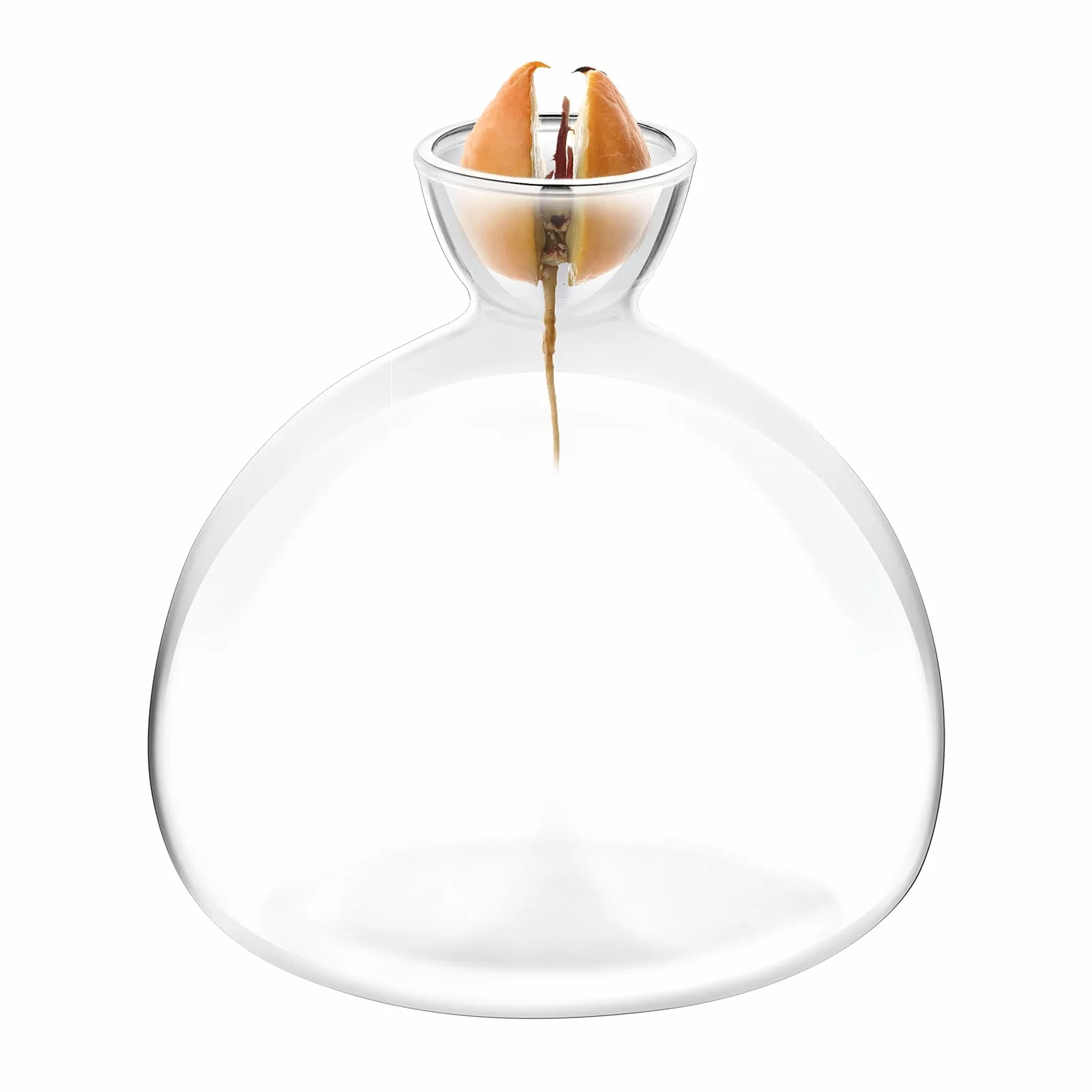 Kit de Culture d'Avocat Vases en Verre - Démarrage de Graines d'Avocat - Cadeaux de Jardinage