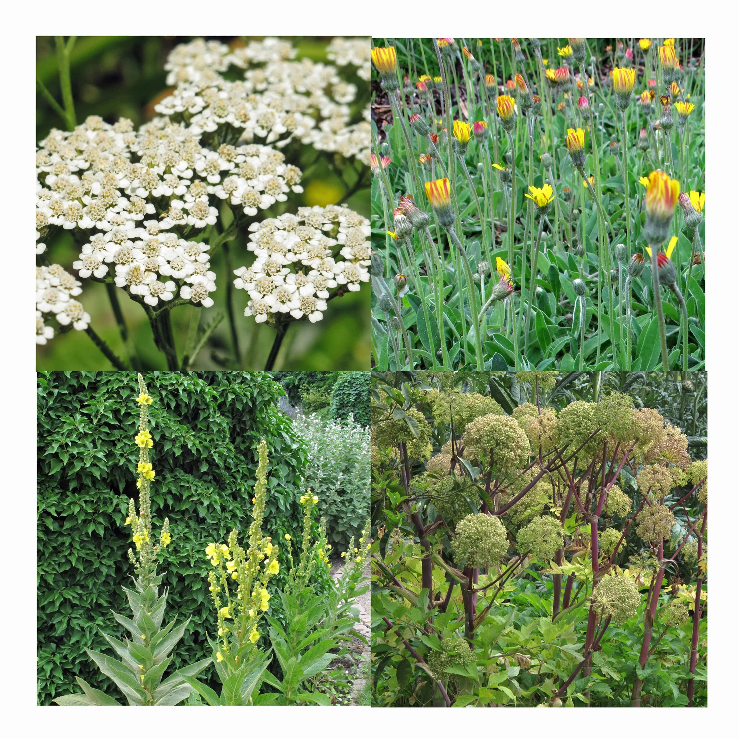 Plantes ancestrales énergétiques et protectrices bio - kit de semences 4 variétés magiques