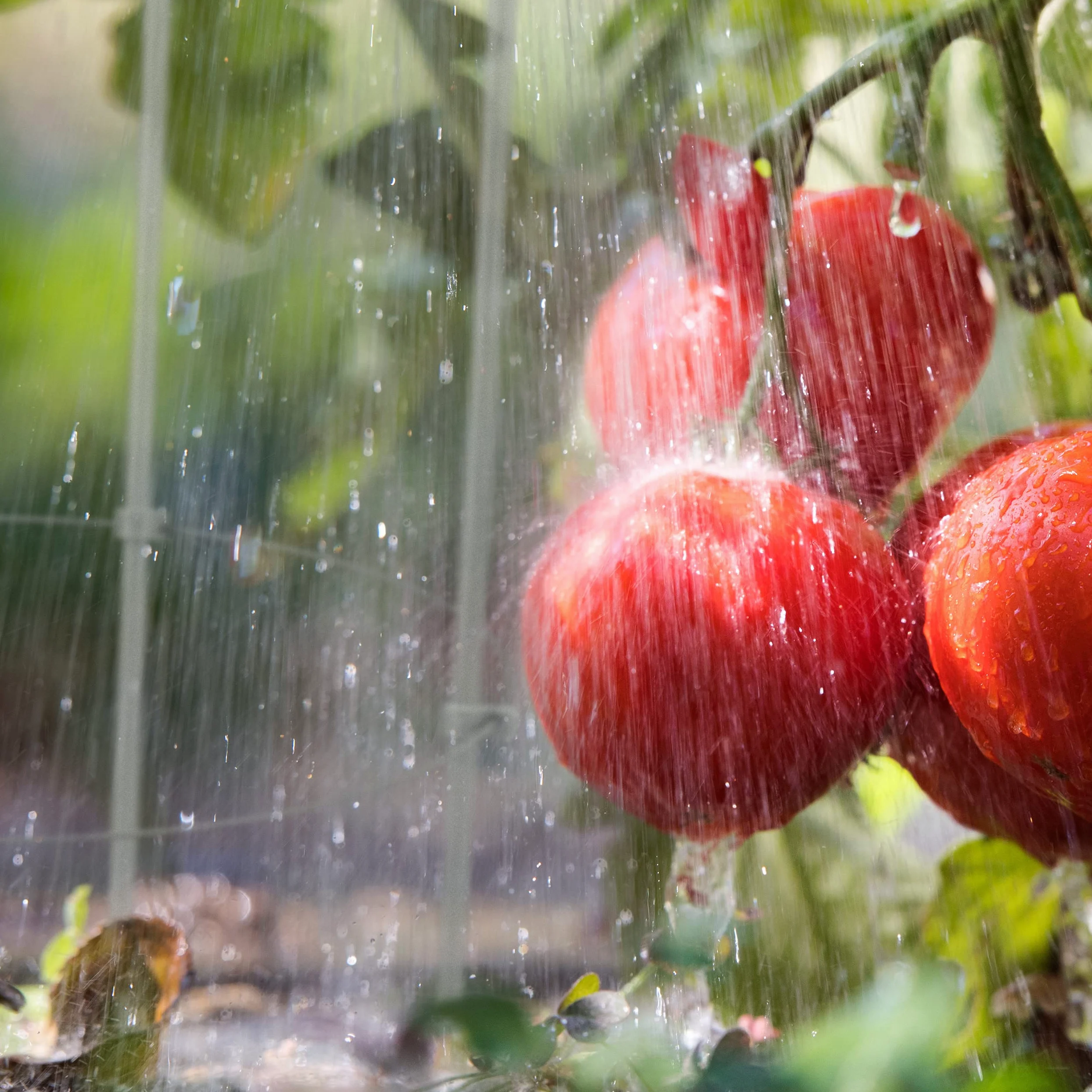 Relaxdays Tuteur à tomates en Lot de 6, métal et Plastique, Hauteur : 76 cm, 3 Anneaux réglables, pour Plantes, Gris