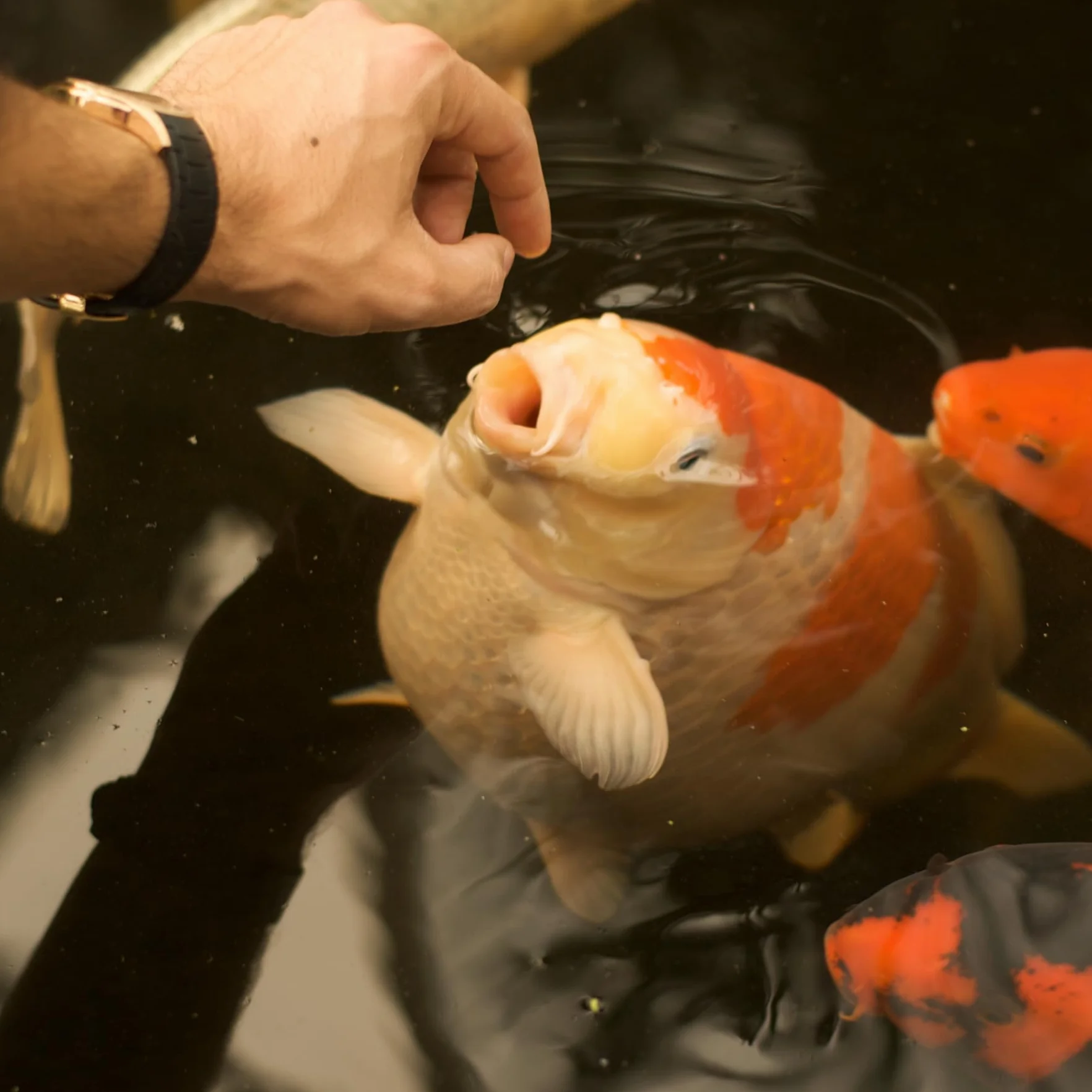 Spirulina Plus Nourriture pour Poissons caroténoïdes Riches en caroténoïdes 10 kg/6 mm – avec capsanthine et astaxanthine et forplus (algues Riches en oméga-3)