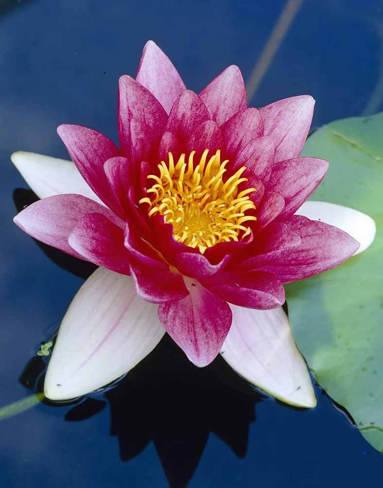 Bloomique Nymphaea Attraction Nénuphar Rouge Plantes de bassin Rustique Hauteur 10-20 cm Pot 11 cm