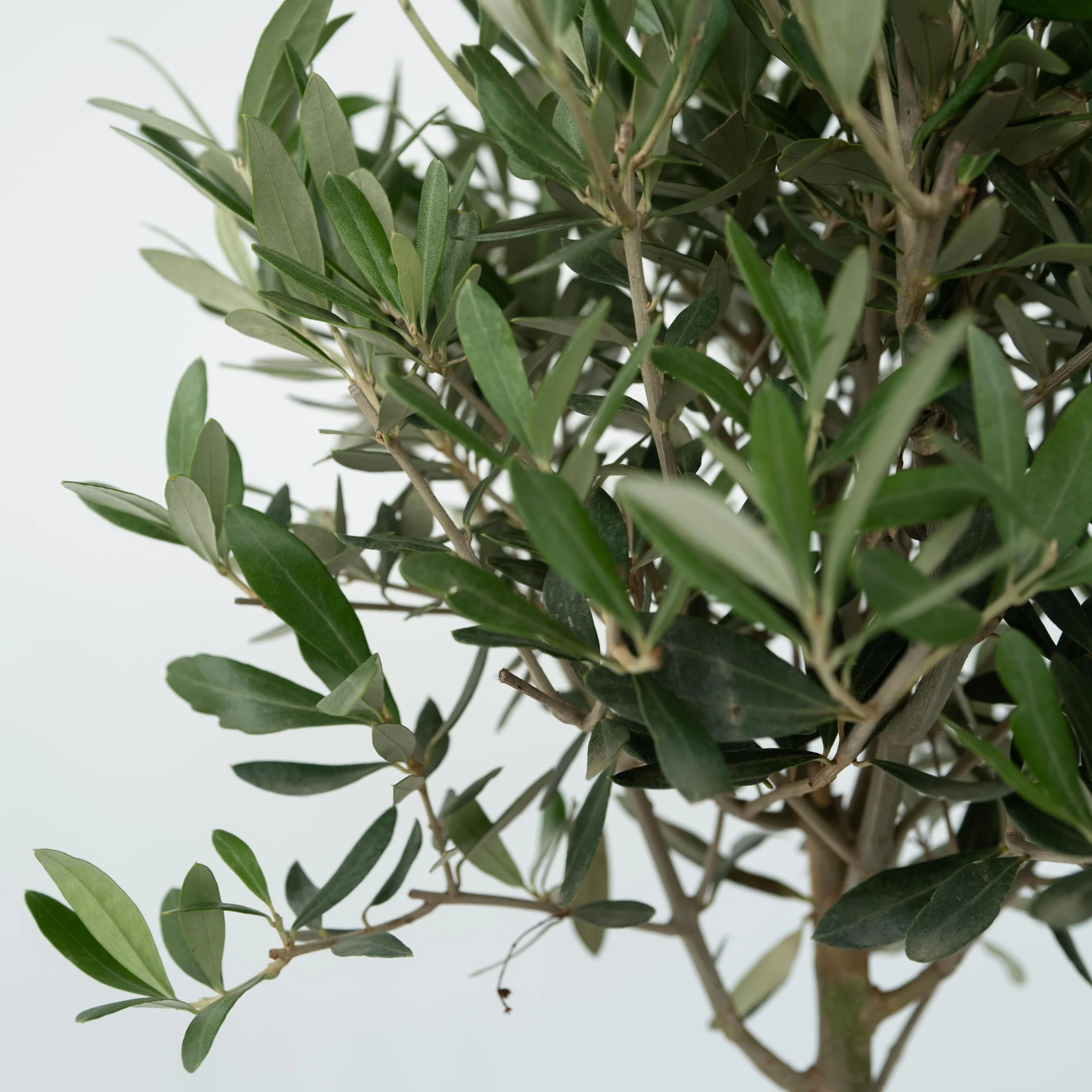 Olea Europaea Oliviers sur tige Set de 2 Pot 21cm Hauteur 90-100cm