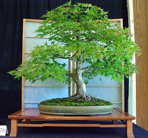 Metasequoia Bonsai Graines 20 szt. - Metasequoia glyptostroboides Nasiona Bonsai Jardinage