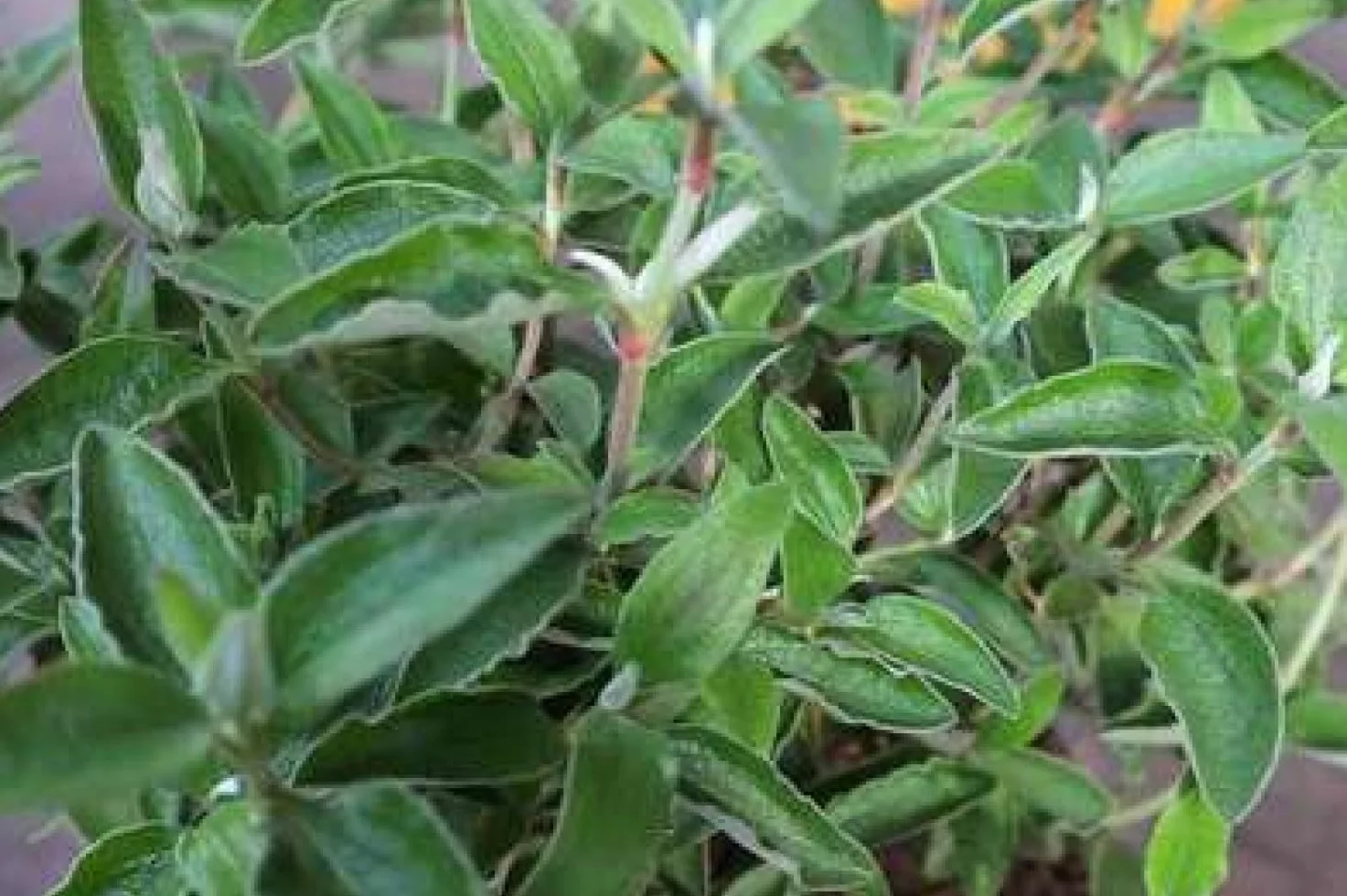 Cistus hybr. 'Silver Pink' Ciste Pulvérulent 20-25 cm en pot