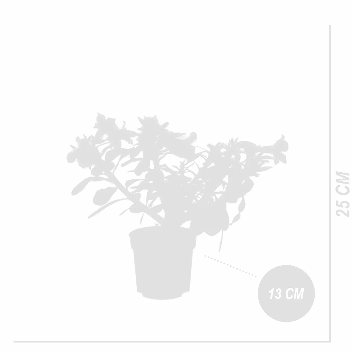 Bloomique Adenium Obesum Rose du Désert Plante d'intérieur Pot 13cm Hauteur 25-35 cm