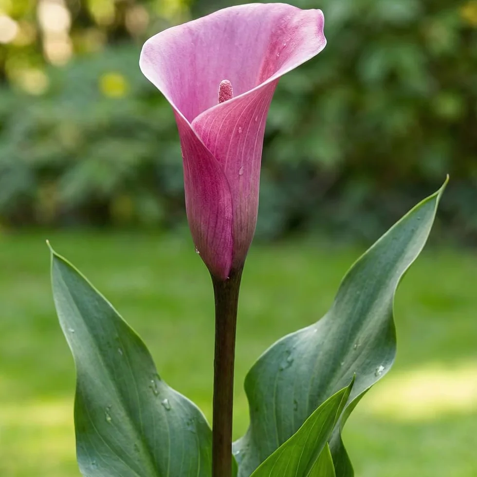 Calla Lys violets noirs rouges 5 bulbes hollandais grands pour pot