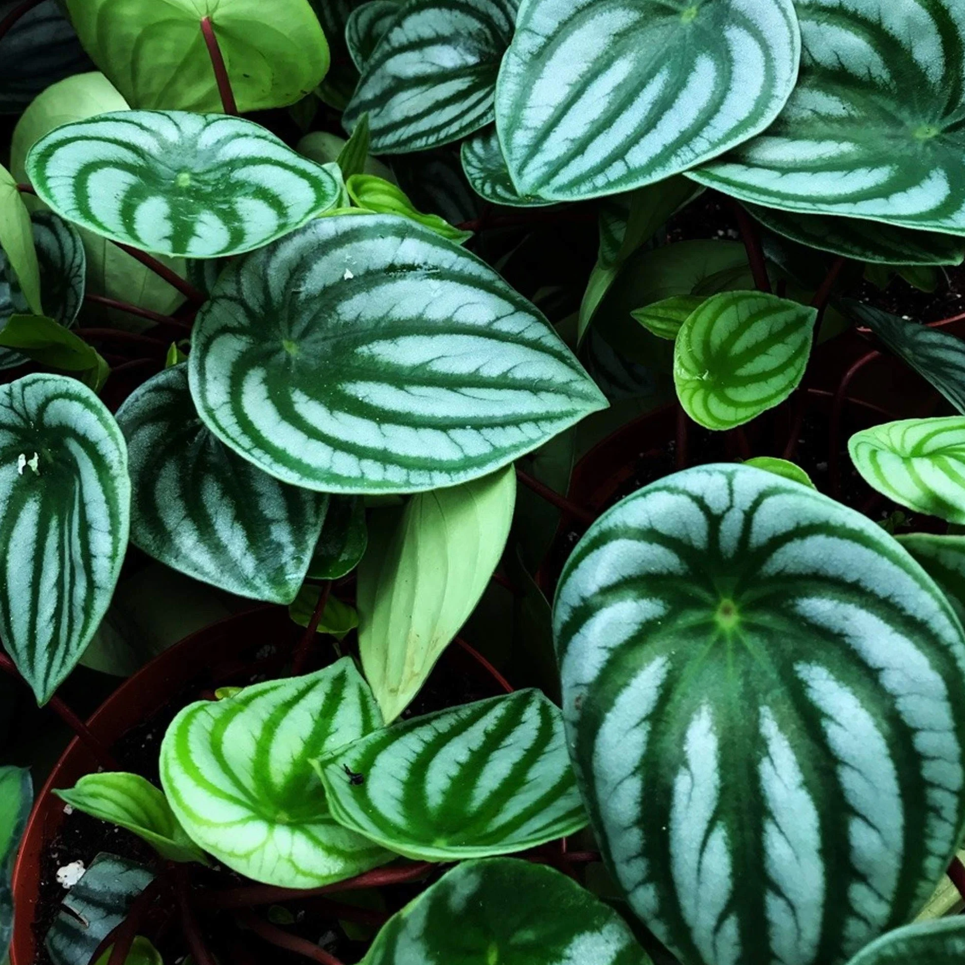 Peperomia Argyreia Plante en pot 15-25cm Maison Bureau