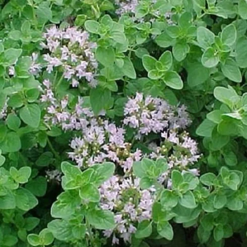 Origanum vulgare Origan 250 graines