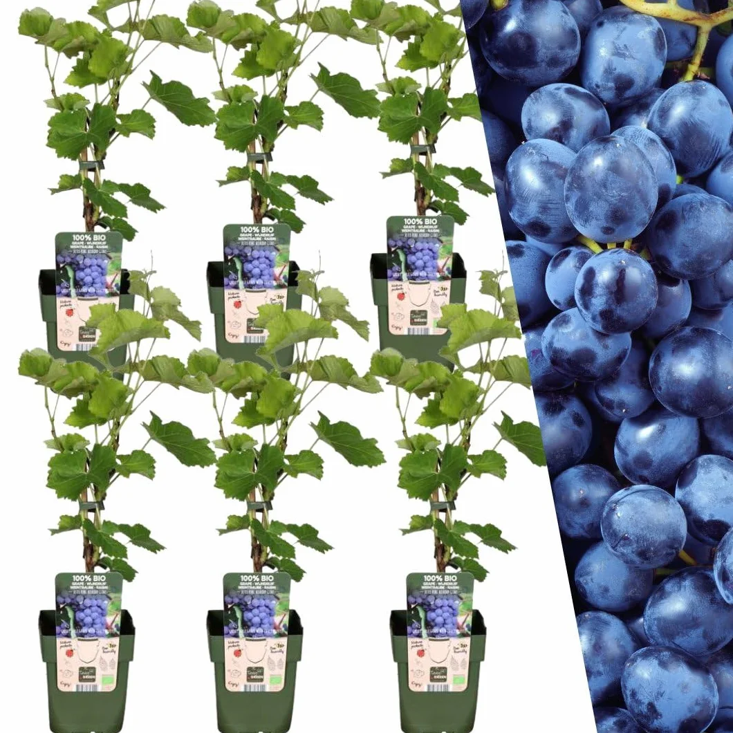 Myrtilles bio 6 plantes de myrtilles fruitières pour jardin rustiques