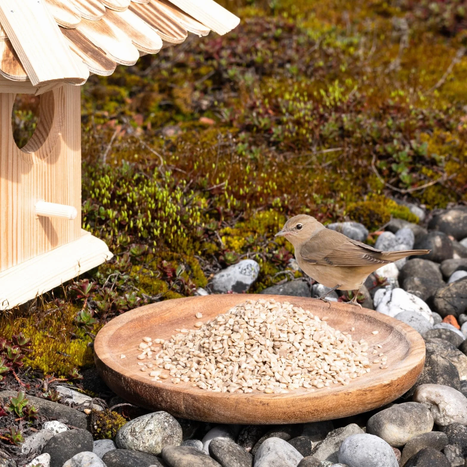 Graines de Tournesol décortiquées brisures 20 kg Nourriture pour Oiseaux Sauvages Lyra Pet