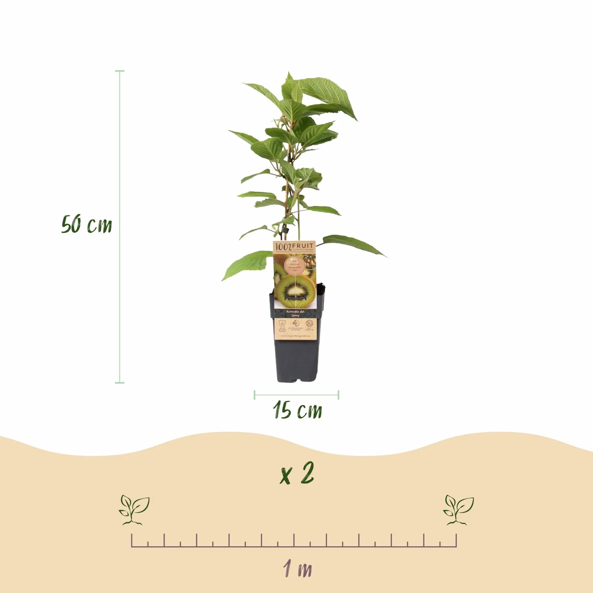 Actinidia deliciosa Jenny Kiwiplant Autofertile 2 Plantes Pot 15cm Hauteur 50cm