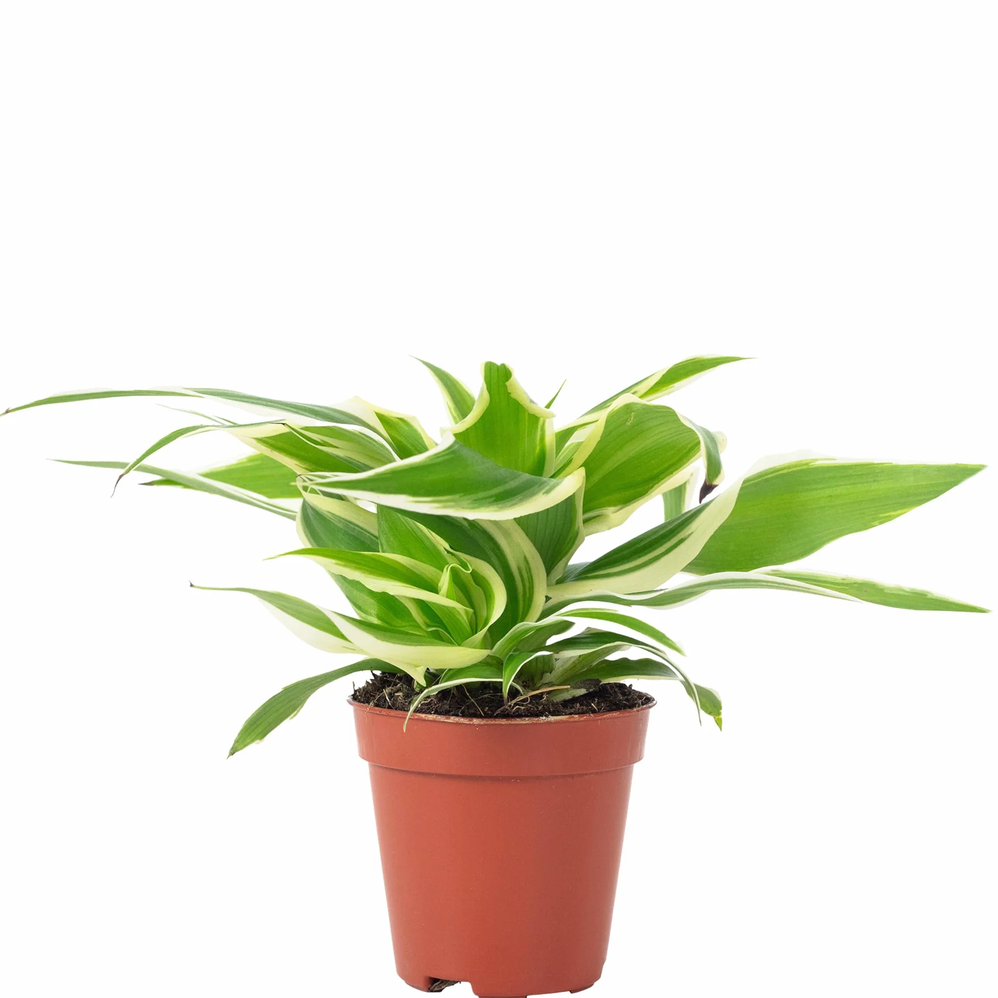 Chlorophytum Ocean Lys vert Smit Bambino Plante d'intérieur Hauteur 15 cm Pot 5,5 cm