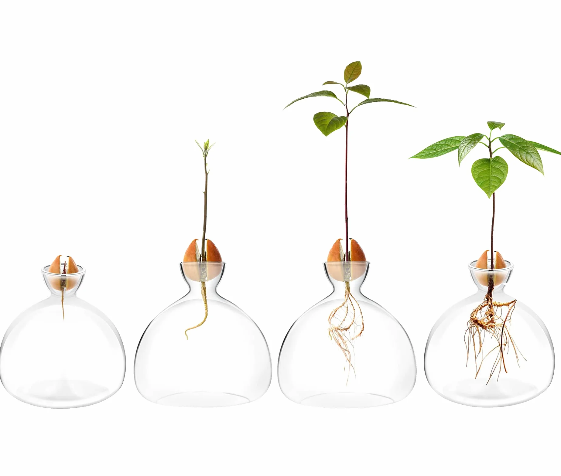 Kit de Culture d'Avocat Vases en Verre - Démarrage de Graines d'Avocat - Cadeaux de Jardinage