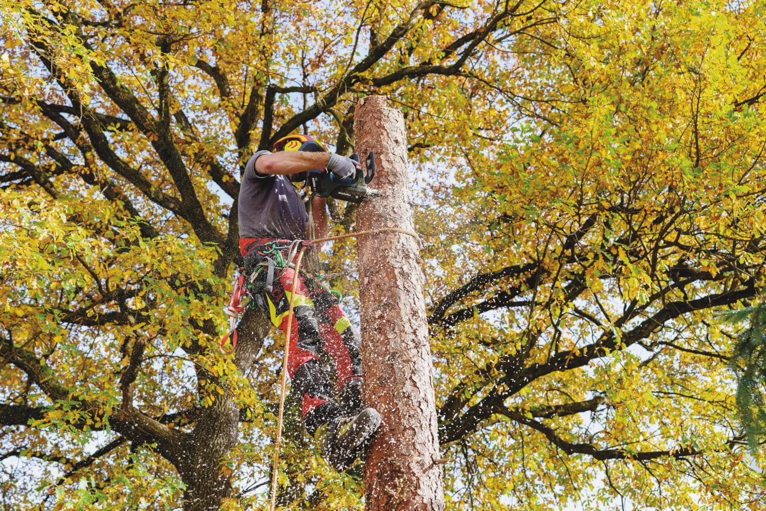 metabo Tronçonneuse sans fil MS 18 LTX BL 25-18 V, CAS, 25 cm, Oregon SpeedCut Nano - Brushless, interrupteur de sécurité, arrêt rapide de chaîne, tronçonneuse légère et compacte pour l'entretien des