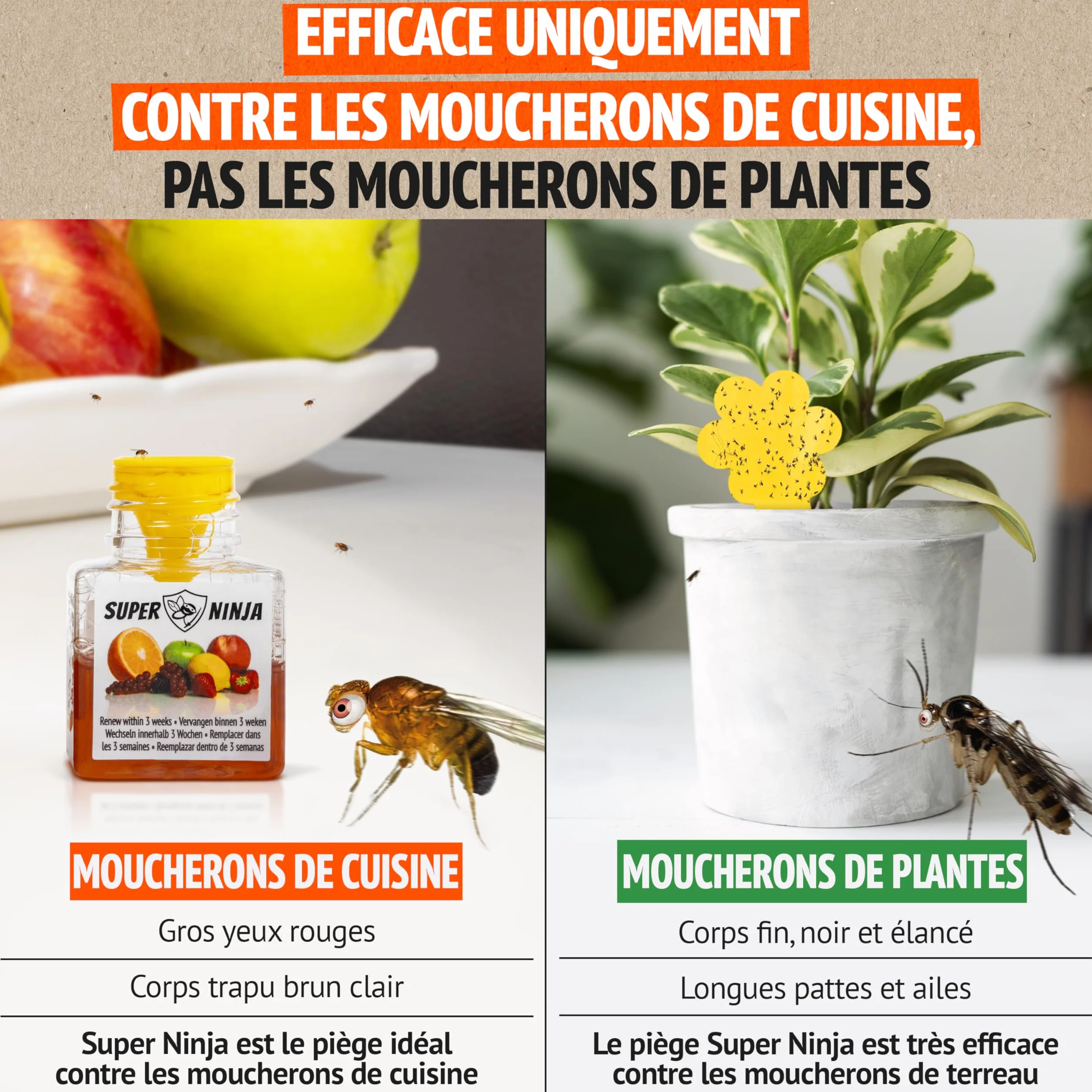 Pièges Anti Moucherons d'Intérieur Super Ninja Lot de 2 3 Semaines d'Action