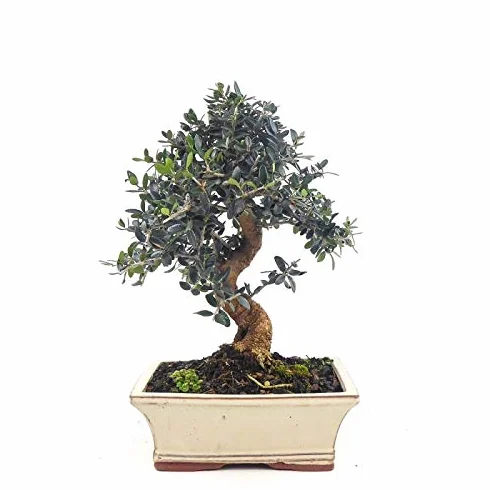 BONSAI OLIF ACEBUCHE DE 9 ANS