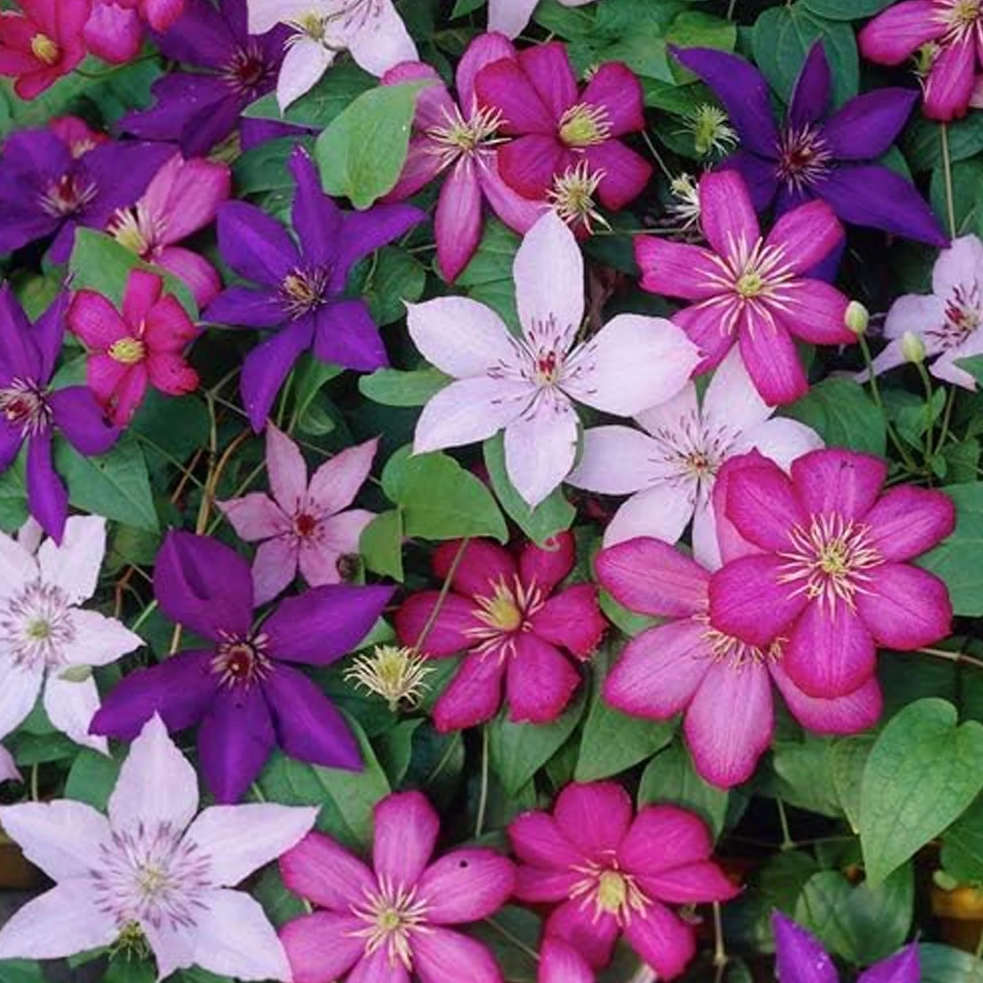 Clématites Rainbow 4 Plantes 4 Couleurs Mélange Plantes à Fleurs Jardin