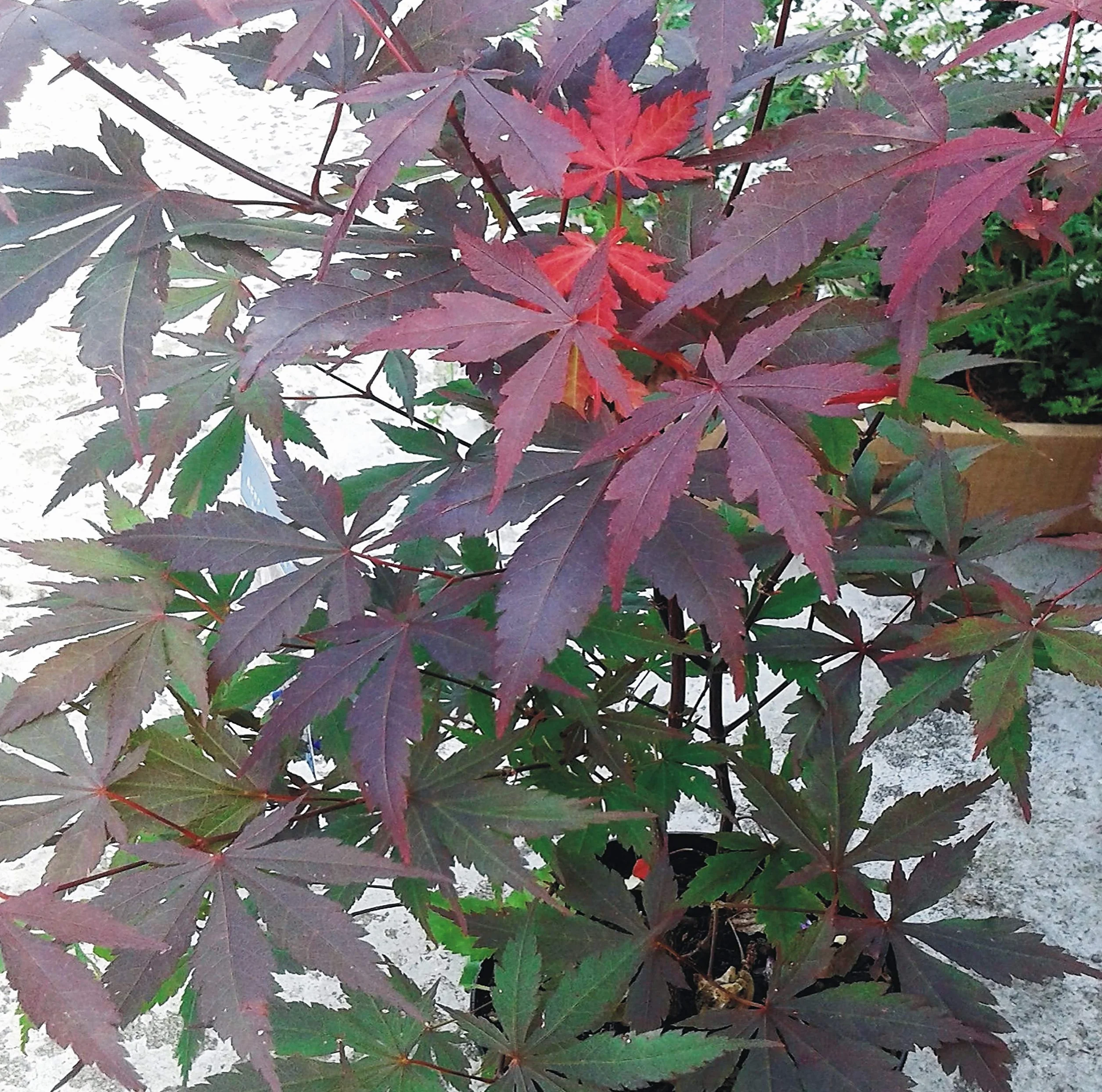 Graines d'érable japonais pourpre Acer palmatum Atropurpureum 30