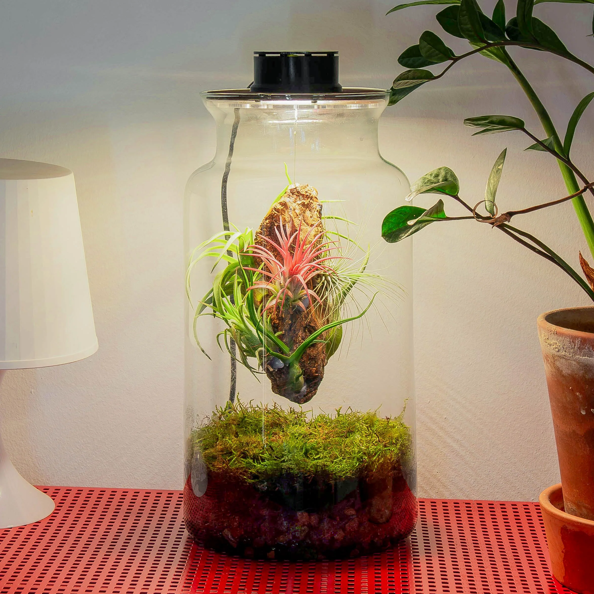 Jardin en Bouteille Eter - Terrarium Plantes en Verre Transparent Couvercle avec Spot LED | Kit Jardin en Bouteille All Inclusive Plantes D'air Naturelles à Rice d'Olivier