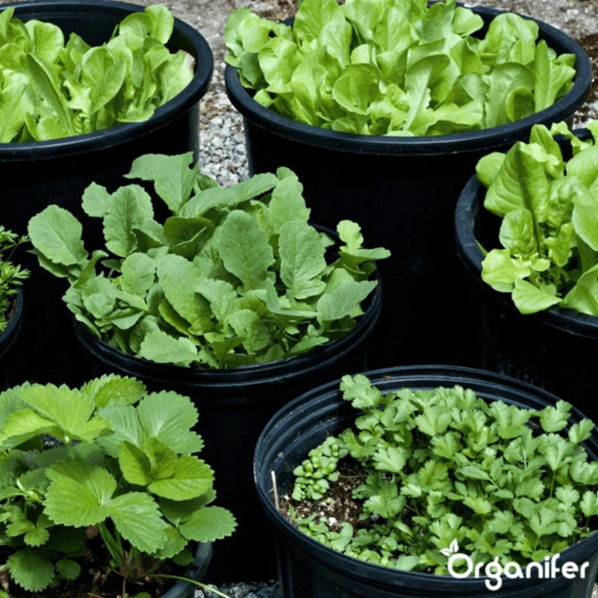 Engrais Liquide Pour La Phase De Croissance - 500ml = 250L | Engrais De Culture Spécial Pour Une Croissance Forte Des Plantes - Apport Rapide De Nutriments - Organifer