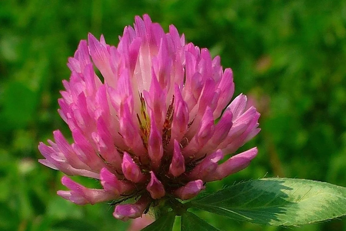 Trèfle rouge Trifolium pratense 350 graines