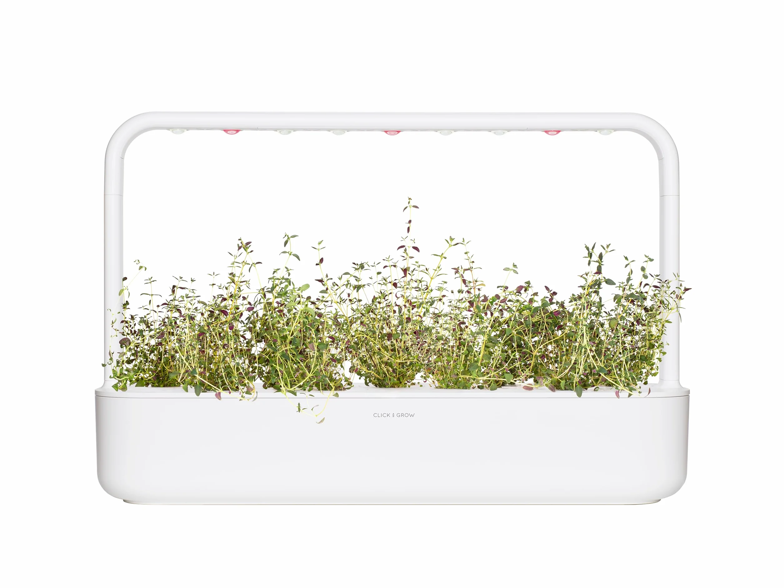 Click & Grow Smart Herb Garden Pack de 3 Recharge Thym Blanc 15 x 4 x 4 cm