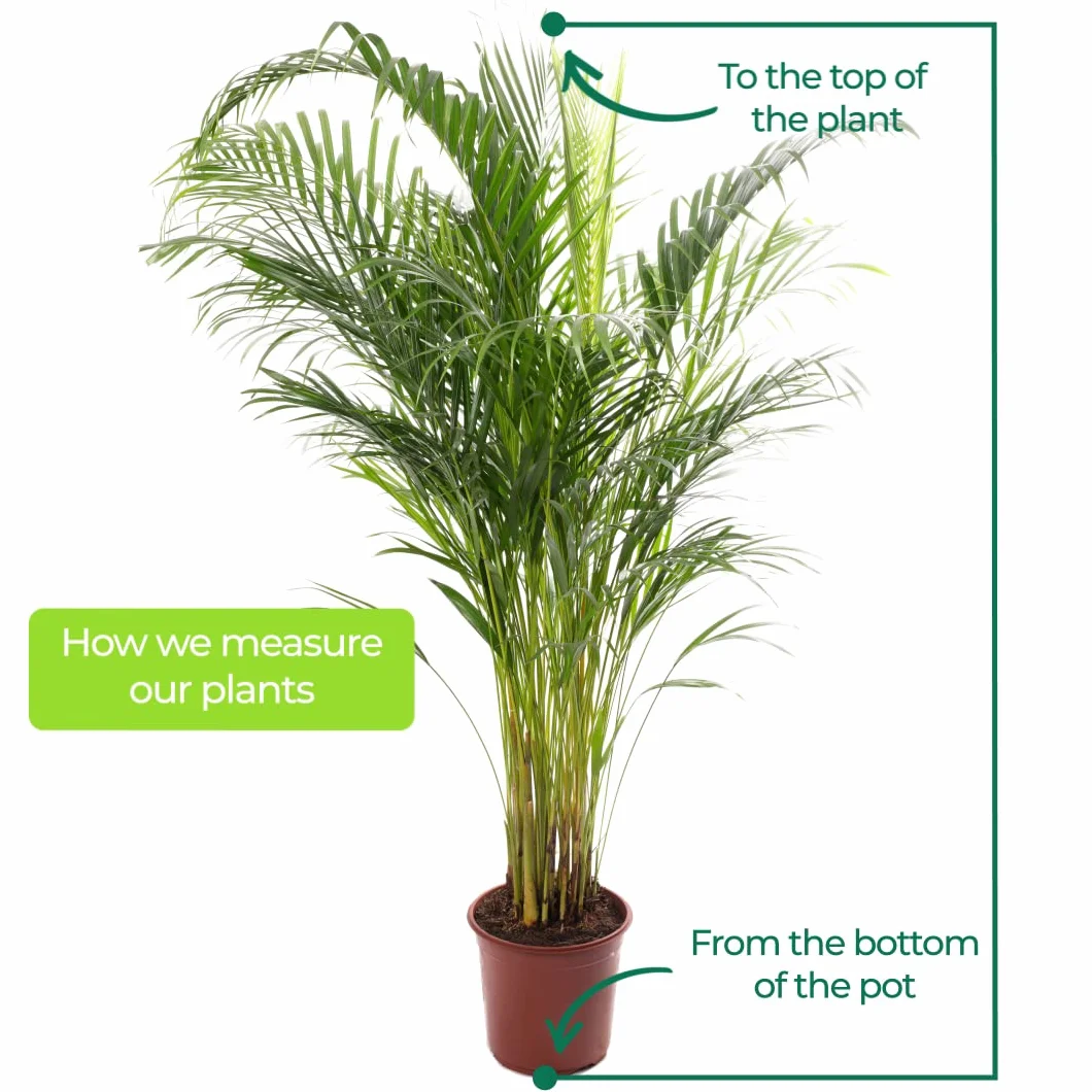 Areca Palme palmier à fruits dorés Plantes d'intérieur 80-90 cm pot