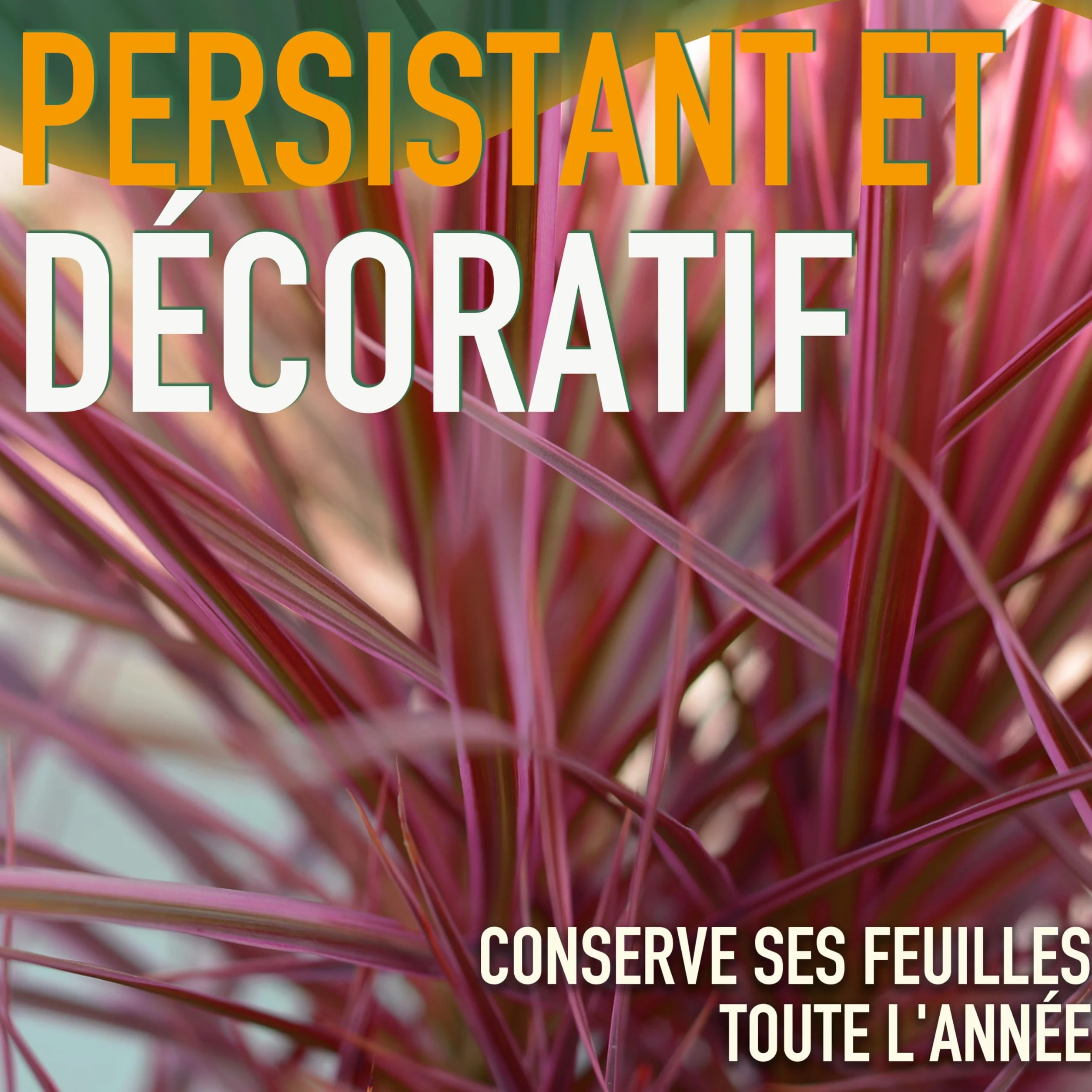 Cordyline australis Red Star Lys géant 100 cm pot 10 l plante de jardin rustique intérieur extérieur