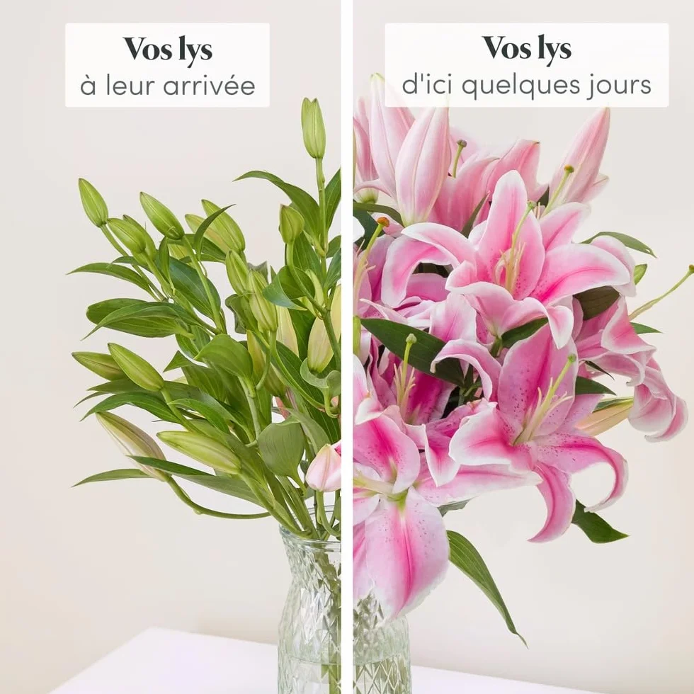 Bouquet de Lys Roses Fraîches, env. 5 Tiges
