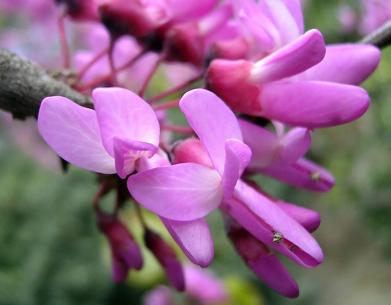 Cercis Siliquastrum Arbre de Judée 30 graines