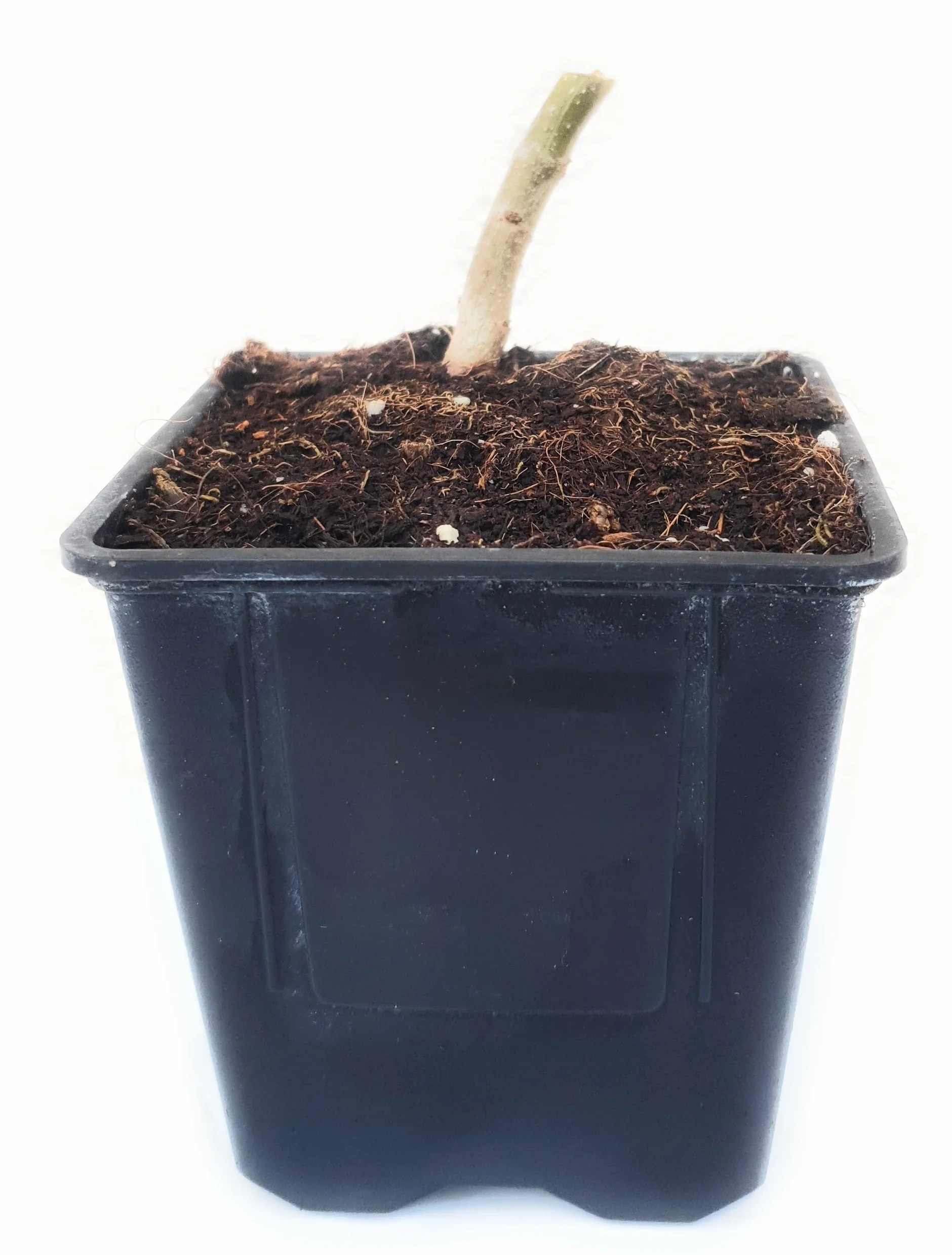 Lot de 2 Arbres Paulownia Turbo Pro à Croissance Rapide - Rustique Ombre