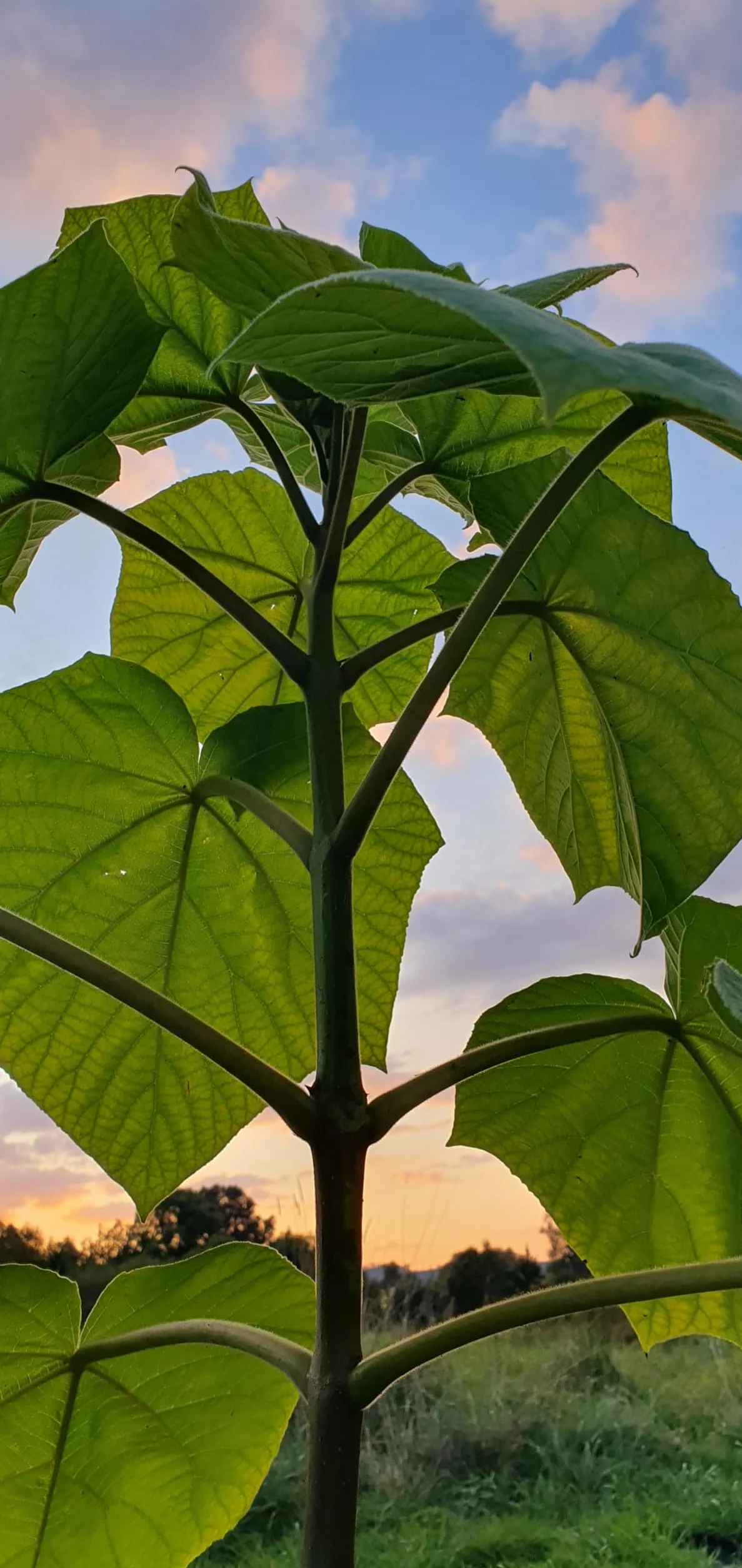 Lot de 2 Arbres Paulownia Turbo Pro à Croissance Rapide - Rustique Ombre