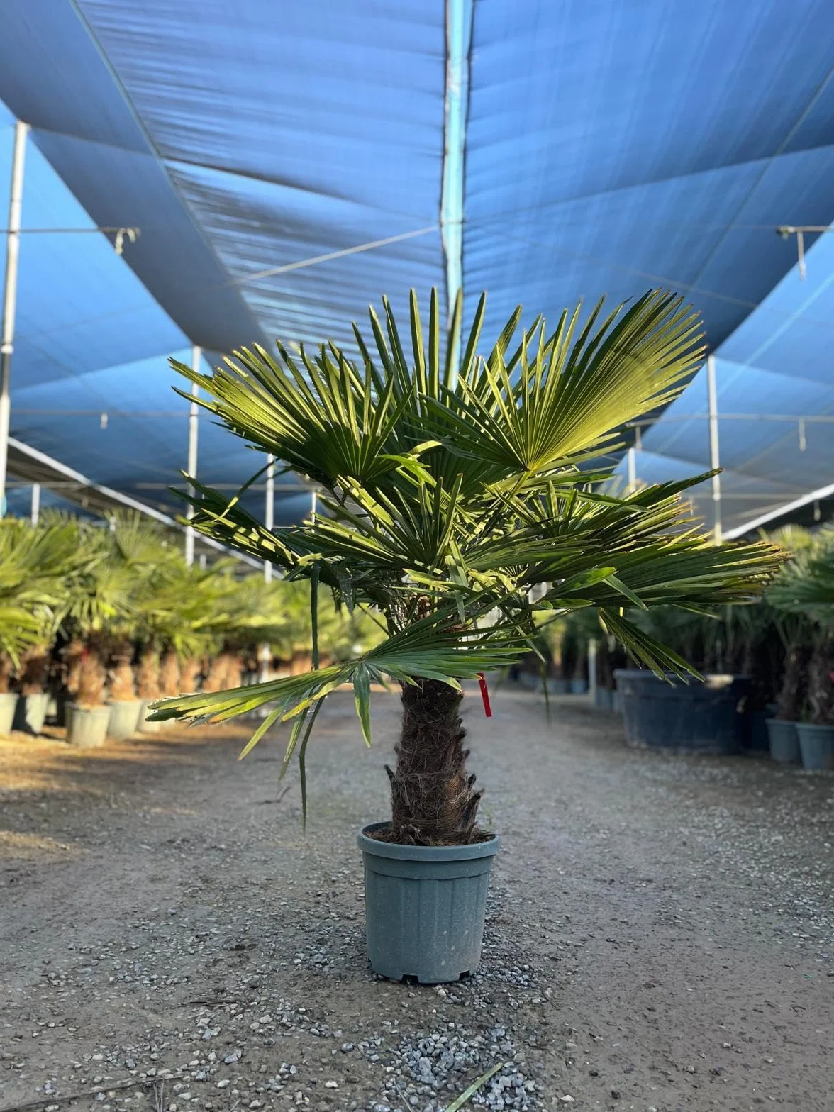 Trachycarpus Fortunei Palmier chinois éventail 140-160 cm pot Ø 33 cm résistant -18 °C