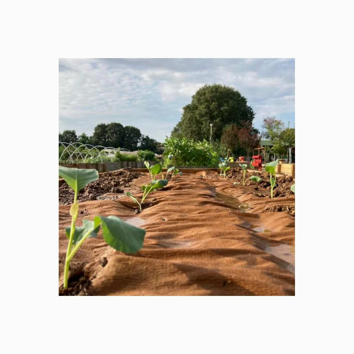 Toile de paillage Agricole 0.4 x 100m Autodégradable 2en1 Engrais et Anti Mauvaises Herbes 100% Cellulose