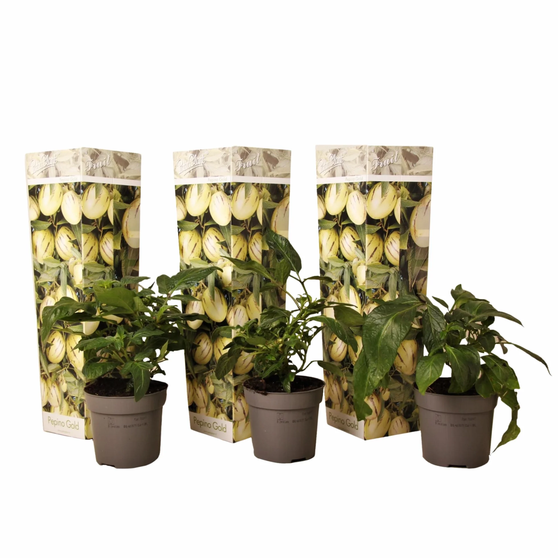 Solanum Muricatum 'Pepino gold' - Poire à melon - Set de 3 - Pot 9cm - Hauteur 25-40cm