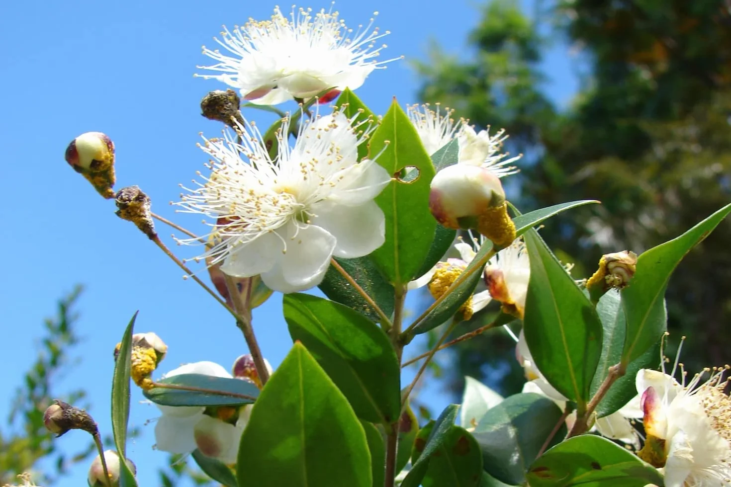 SAFLAX Myrte commun 30 graines Myrtus communis