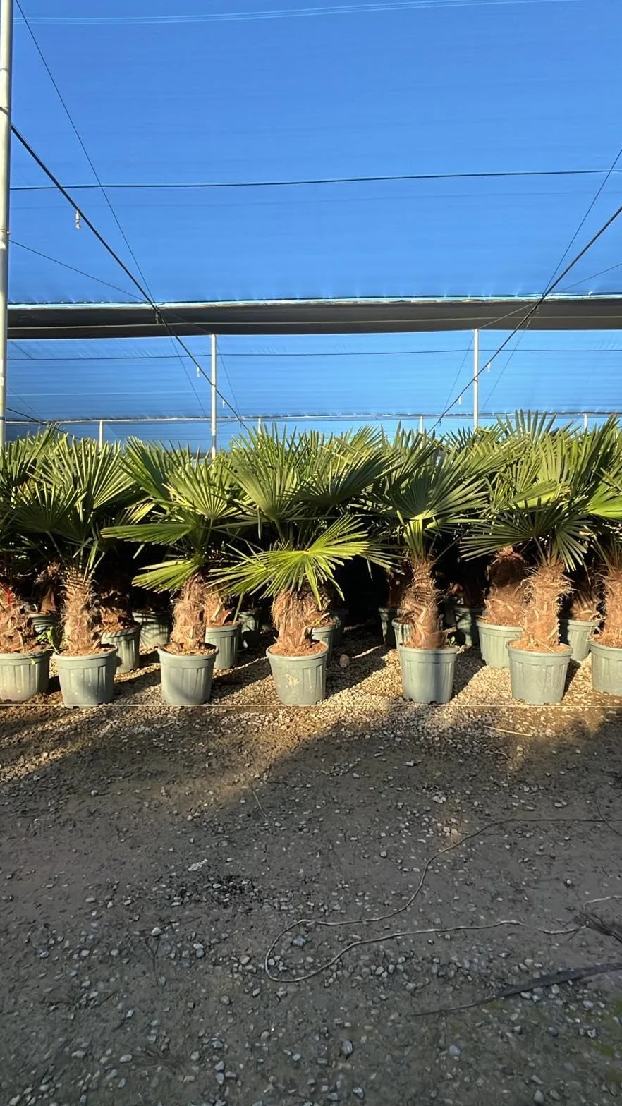 Trachycarpus Fortunei Palmier chinois éventail 140-160 cm pot Ø 33 cm résistant -18 °C
