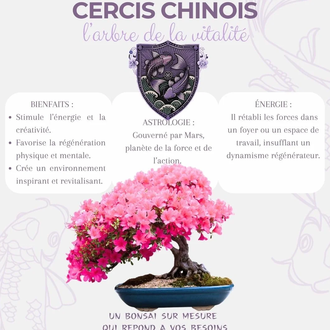 CULTIVEA® Kit First Bonsai – Kit de première culture de Bonsaï avec Graines & Accessoires, Made In France